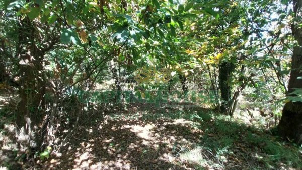 terreno agricolo in vendita a Montoro