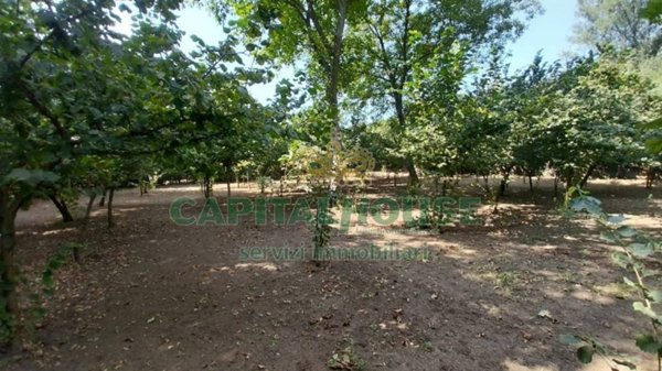 terreno agricolo in vendita a Montoro
