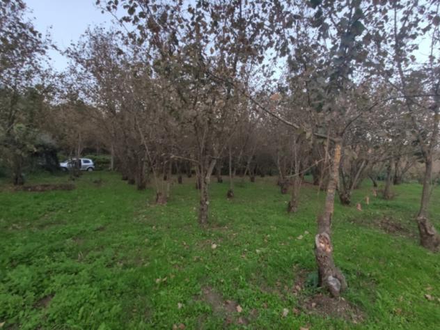 terreno agricolo in vendita a Montoro