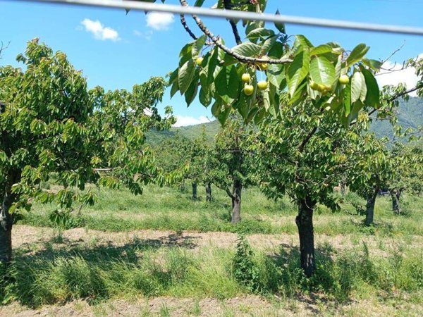 terreno agricolo in vendita a Montoro
