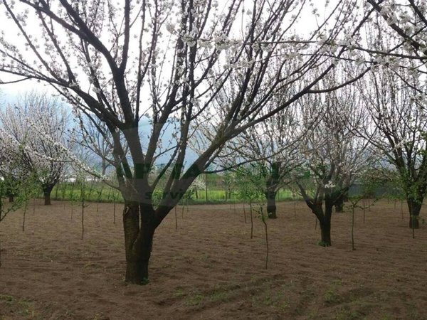 terreno agricolo in vendita a Montoro