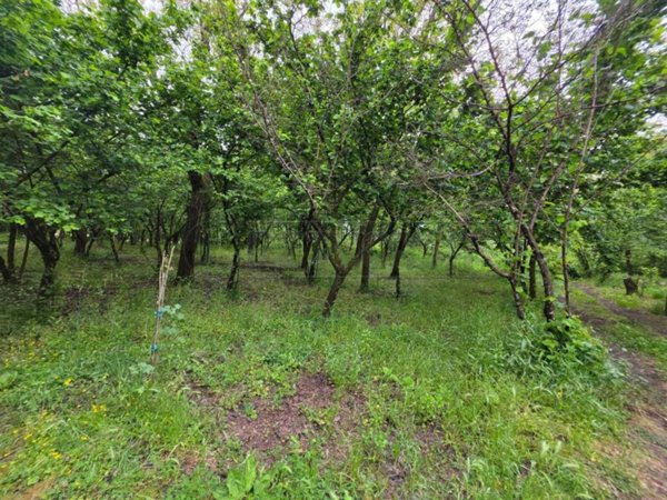 terreno agricolo in vendita a Montoro in zona Figlioli