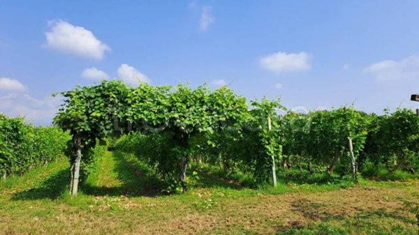 terreno agricolo in vendita a Bagnolo Piemonte