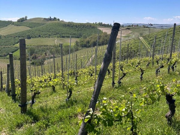 terreno agricolo in vendita a Barbaresco