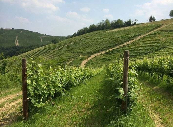 terreno agricolo in vendita a Barbaresco