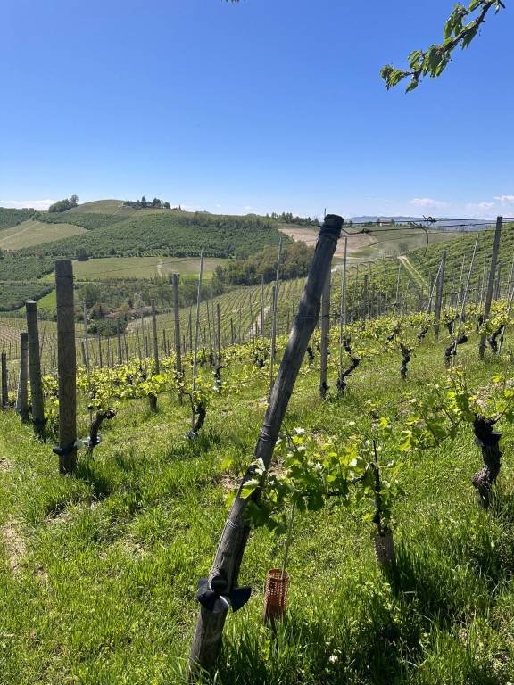 appartamento in vendita a Barbaresco