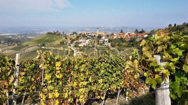 terreno agricolo in vendita a Barbaresco
