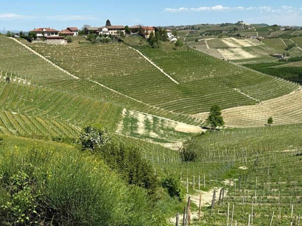 terreno agricolo in vendita a Barbaresco