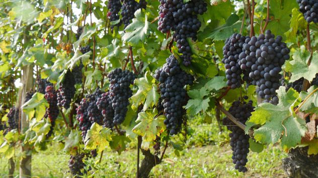 terreno agricolo in vendita a Barolo