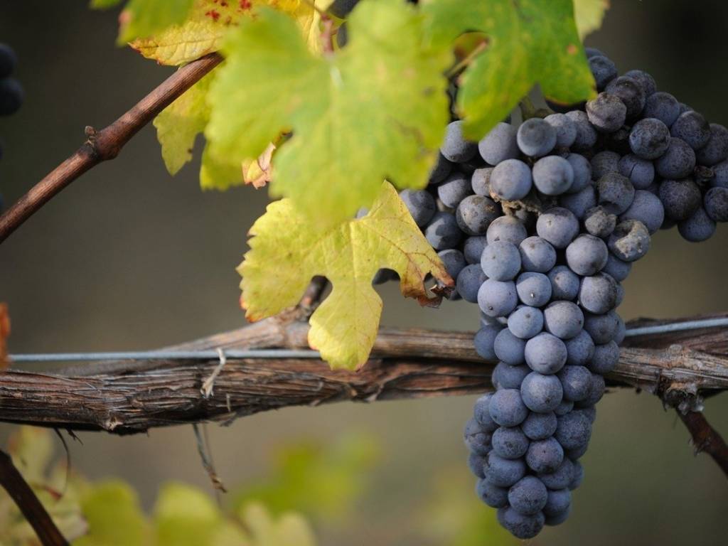 terreno agricolo in vendita a Barolo