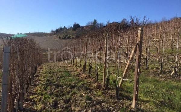 terreno agricolo in vendita a Barolo