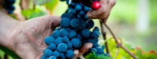 casale in vendita a Barolo