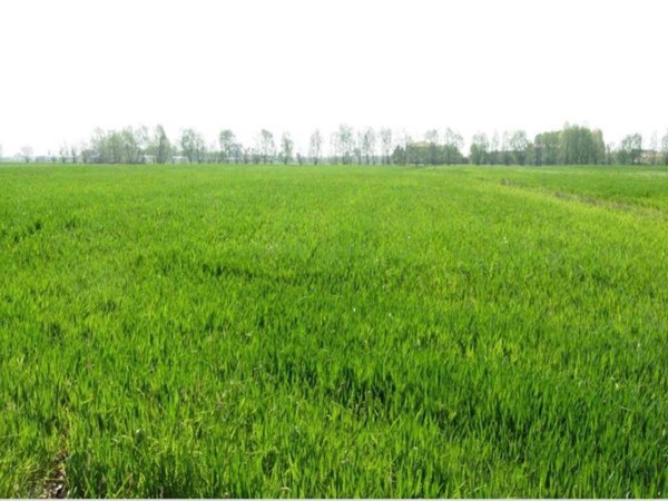 terreno agricolo in vendita a Bra