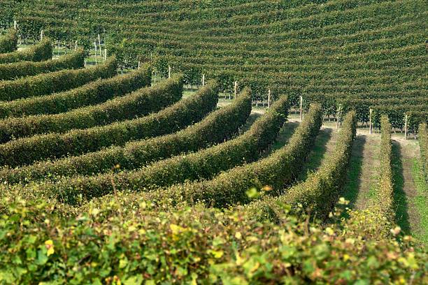 terreno agricolo in vendita a Bra