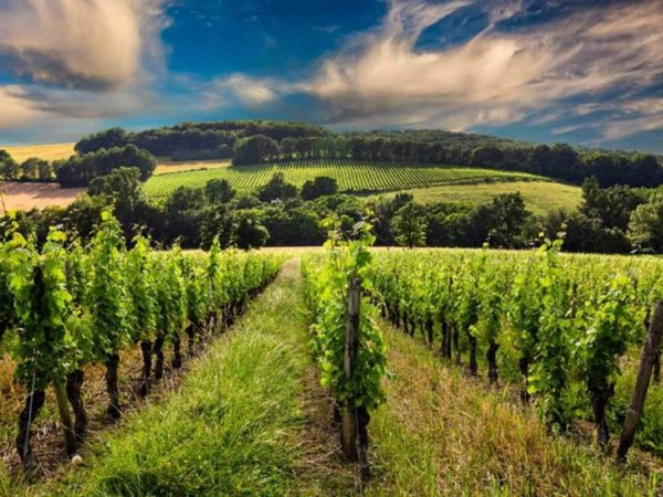 terreno agricolo in vendita a Canale