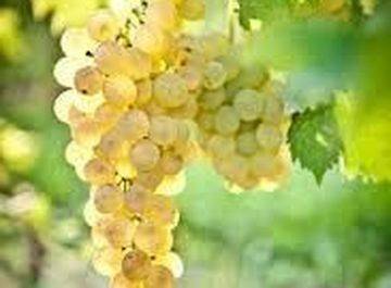 terreno agricolo in vendita a Canale