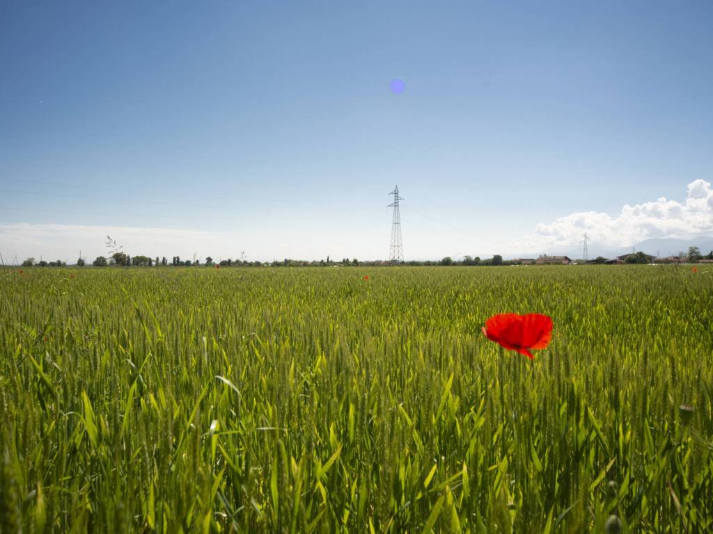 terreno agricolo in vendita a Caraglio