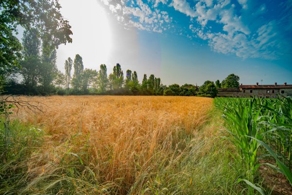 terreno agricolo in vendita a Caraglio