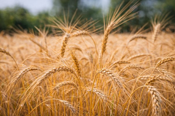terreno agricolo in vendita a Caraglio