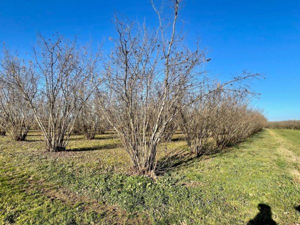 terreno agricolo in vendita a Carrù