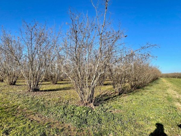 terreno agricolo in vendita a Carrù