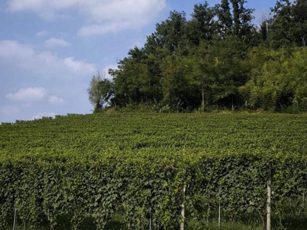 terreno agricolo in vendita a Castellinaldo d'Alba