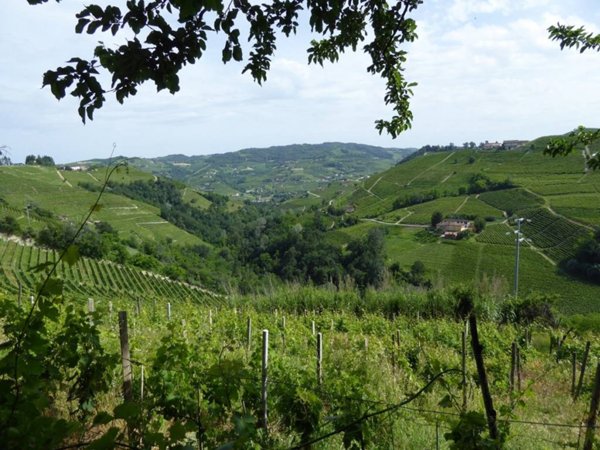 terreno agricolo in vendita a Castiglione Tinella in zona San Giorgio