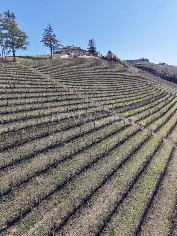 terreno agricolo in vendita a Castiglione Tinella in zona San Carlo