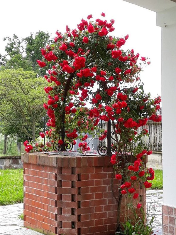 pentavano in vendita a Ceresole Alba