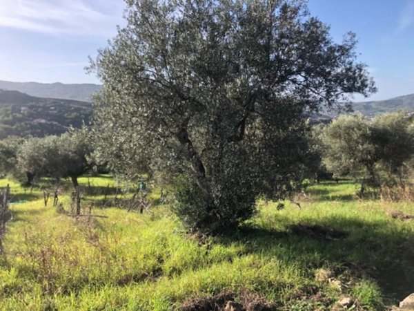 terreno agricolo in vendita ad Agropoli