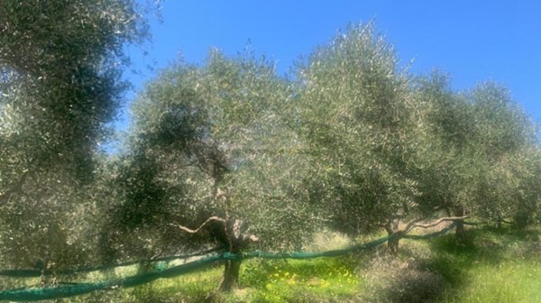 terreno agricolo in vendita ad Agropoli