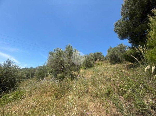 terreno agricolo in vendita ad Agropoli