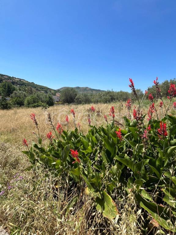 terreno agricolo in vendita ad Agropoli