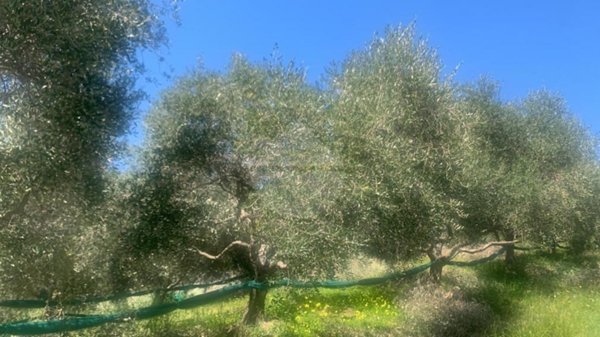 terreno agricolo in vendita ad Agropoli