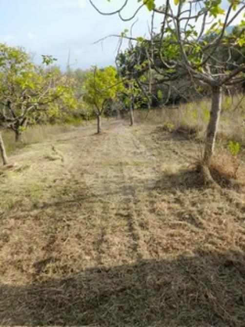 terreno agricolo in vendita ad Agropoli
