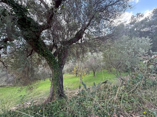 terreno agricolo in vendita ad Agropoli
