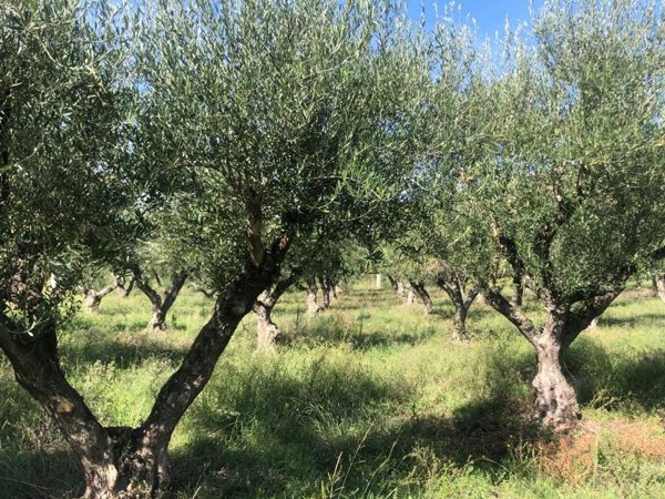 terreno in vendita ad Agropoli