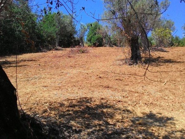 terreno agricolo in vendita ad Albanella