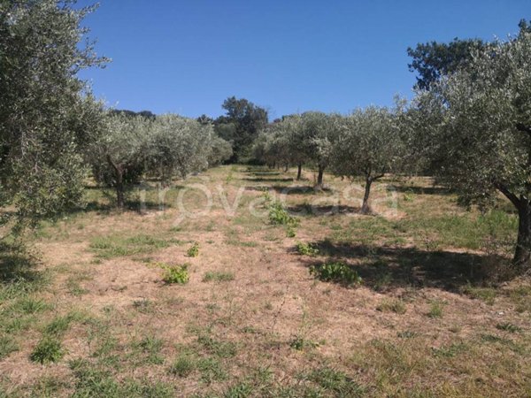 terreno agricolo in vendita ad Albanella