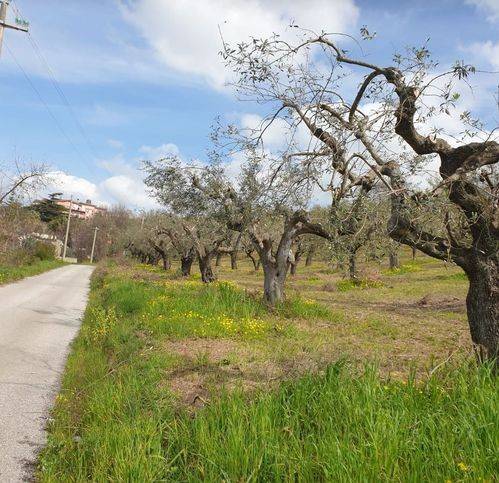 terreno agricolo in vendita ad Albanella
