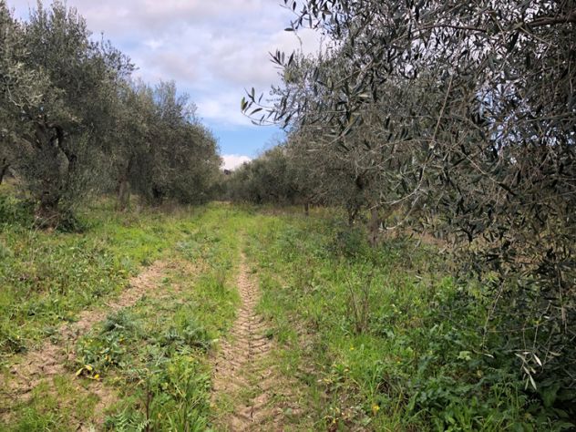 terreno agricolo in vendita ad Albanella