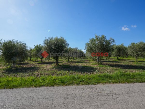 terreno agricolo in vendita ad Altavilla Silentina