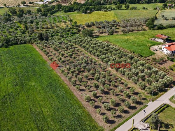 terreno agricolo in vendita ad Altavilla Silentina