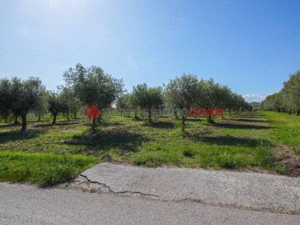 terreno agricolo in vendita ad Altavilla Silentina