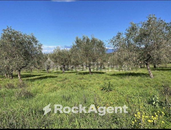 terreno agricolo in vendita ad Altavilla Silentina