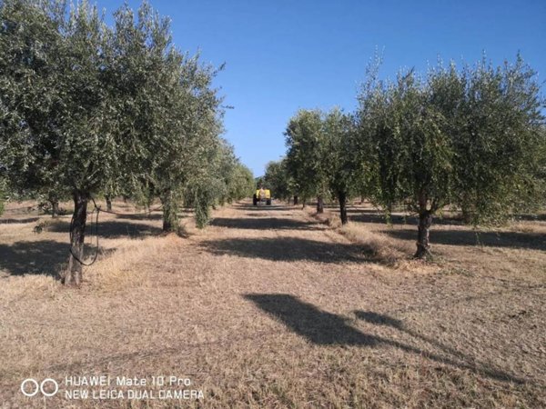 casa indipendente in vendita ad Altavilla Silentina in zona Cerrocupo