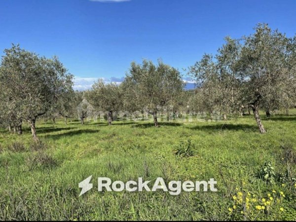 terreno agricolo in vendita ad Altavilla Silentina in zona Cerrocupo