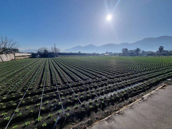 terreno agricolo in vendita ad Angri