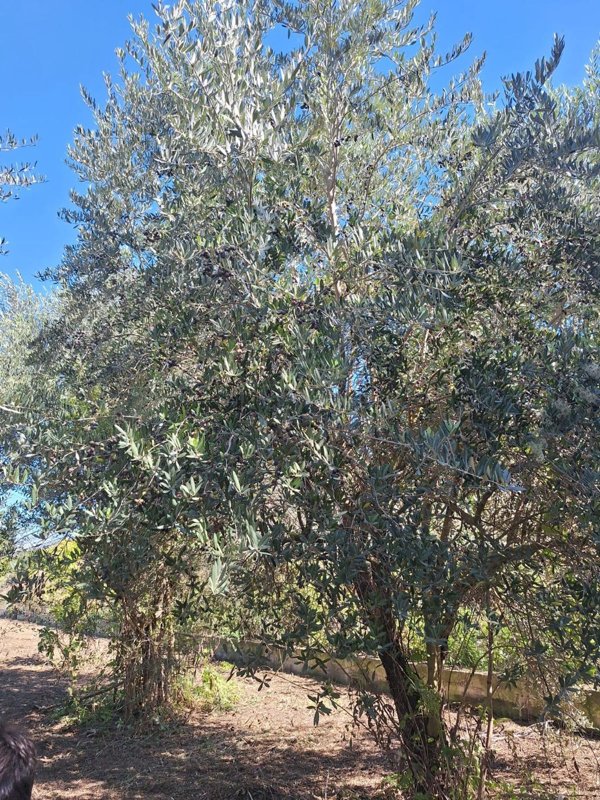 terreno agricolo in vendita ad Angri