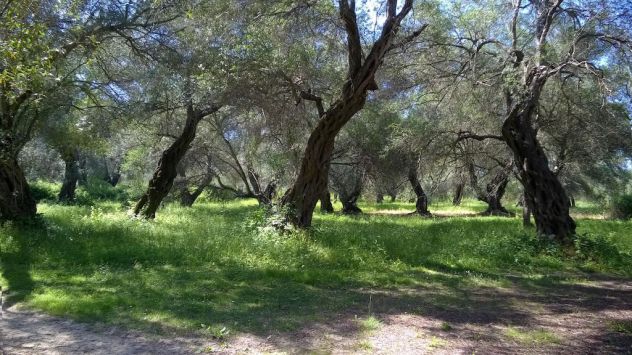terreno agricolo in vendita ad Ascea